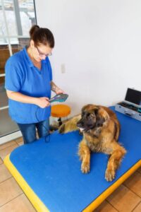 dog physical therapist near me