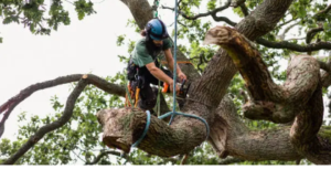 emergency tree arborist