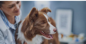 CCL tear in dogs best treatment