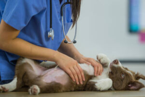 IVDD in Dogs Treatment