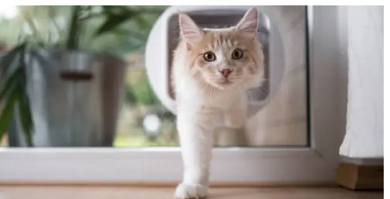 Pet Doors Adelaide’ The Complete 2026 Guide to Choosing, Installing, and Securing the Right Option for Your Home