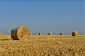Net Replacement Film’ Eliminating Net Tail Waste in Aussie Baling